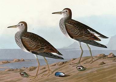 Pectoral Sandpiper