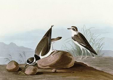 Ring Plover