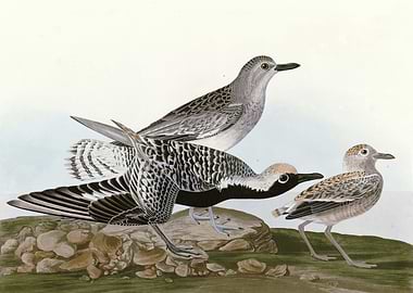 Black bellied Plover