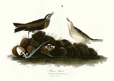Brown Titlark
