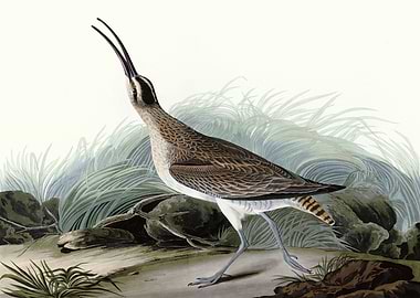 Great Esquimaux Curlew