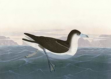 Dusky Petrel