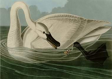 Trumpeter Swan