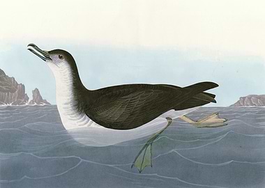 Manks Shearwater