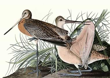Great Marbled Godwit