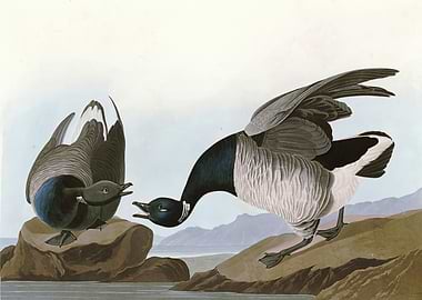 Brant Goose