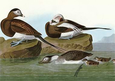 Long tailed Duck