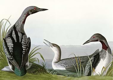 Black Throated Diver