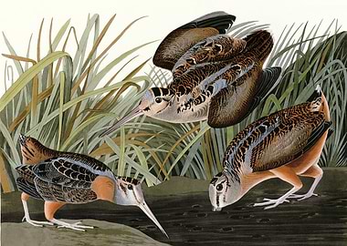American Woodcock