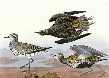 Golden Plover