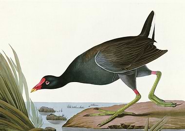 Common Gallinule