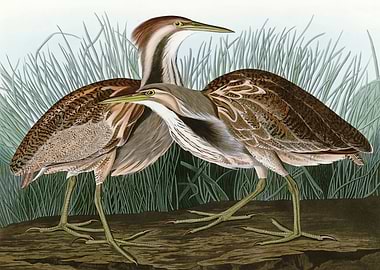 American Bittern