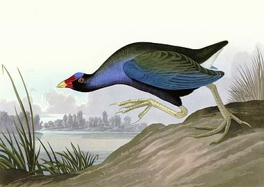 Purple Gallinule