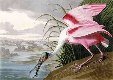 Roseate Spoonbill