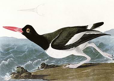 Pied oyster catcher