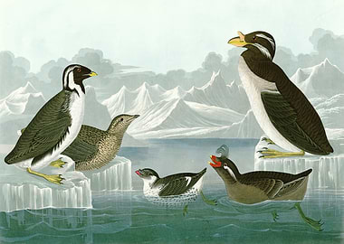 I Black throated Guill