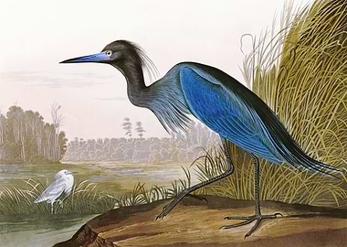 Blue Crane or Heron