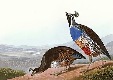 California Partridge