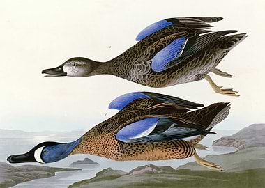 Blue Winged Teal