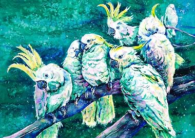 Cockatoos