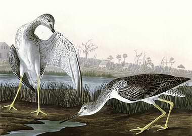 Tell tale Godwit or Sni