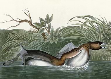 American Pied bill Dobc