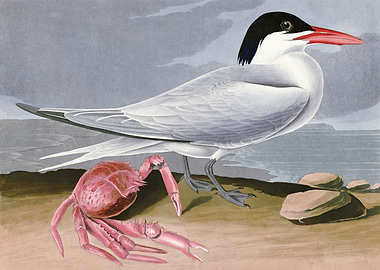 Cayenne Tern