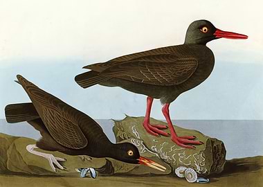 I White legged Oyster