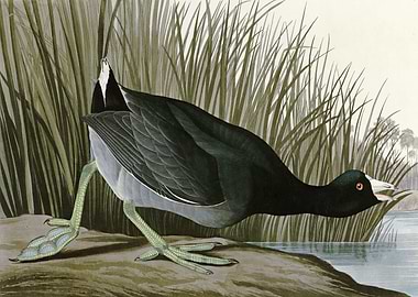 American Coot