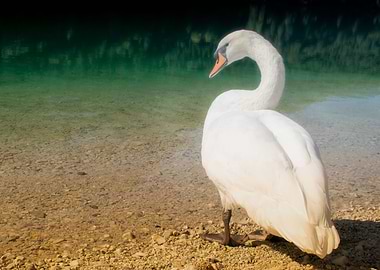Swan