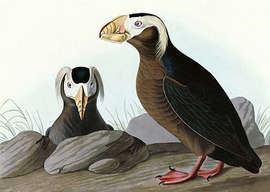 Tufted Auk
