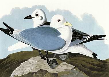 Kittiwake Gull
