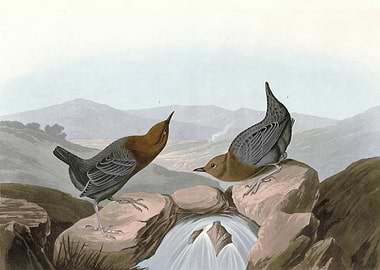 American Water Ouzel