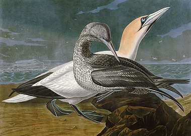 Gannet