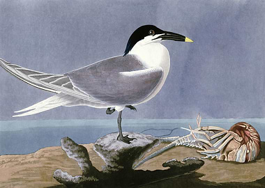 Sandwich Tern