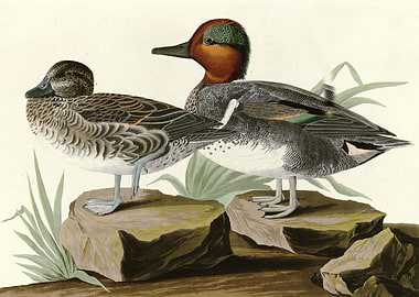 American Green winged T