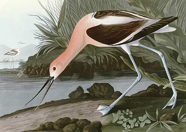 American Avocet