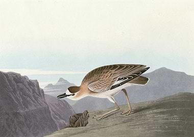 Rocky Mountain Plover