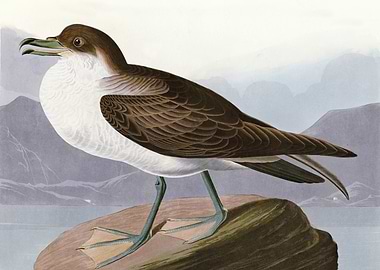 Wandering Shearwater