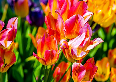 Tulips Color Festival