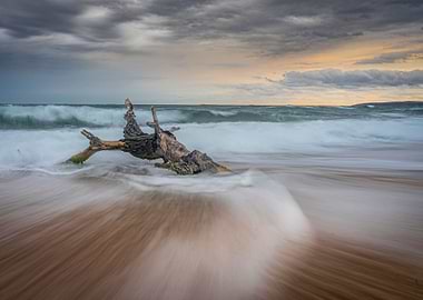 Lonely tree on the beach