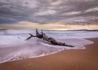 Lonely tree on the beach