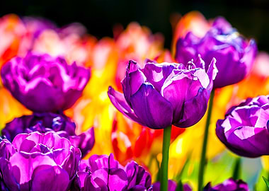 Tulips Color Festival