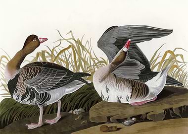 White fronted Goose