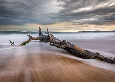 Lonely tree on the beach