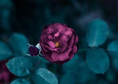 A Flower And Her Child