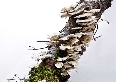 forest mushrooms with moss