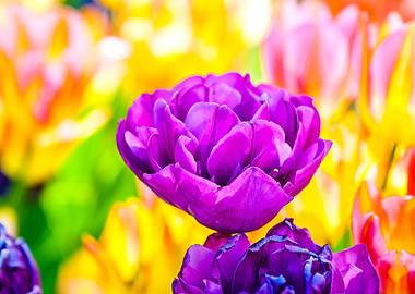 Tulips Color Festival