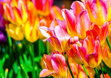 Tulips Color Festival