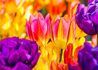 Tulips Color Festival